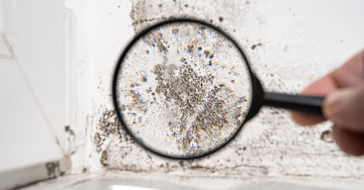 A person holds a magnifying glass which makes the dark and spotty mold on the white wall appear much bigger.