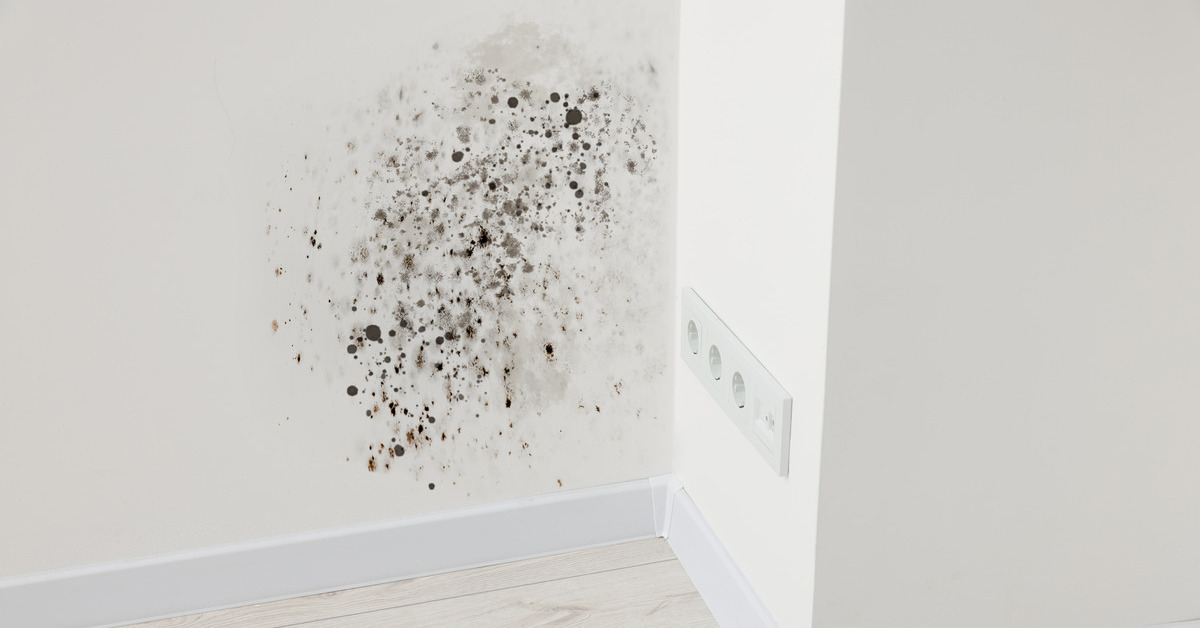 A corner inside a house with white walls and floors and a large splotch of black mold above the baseboard.